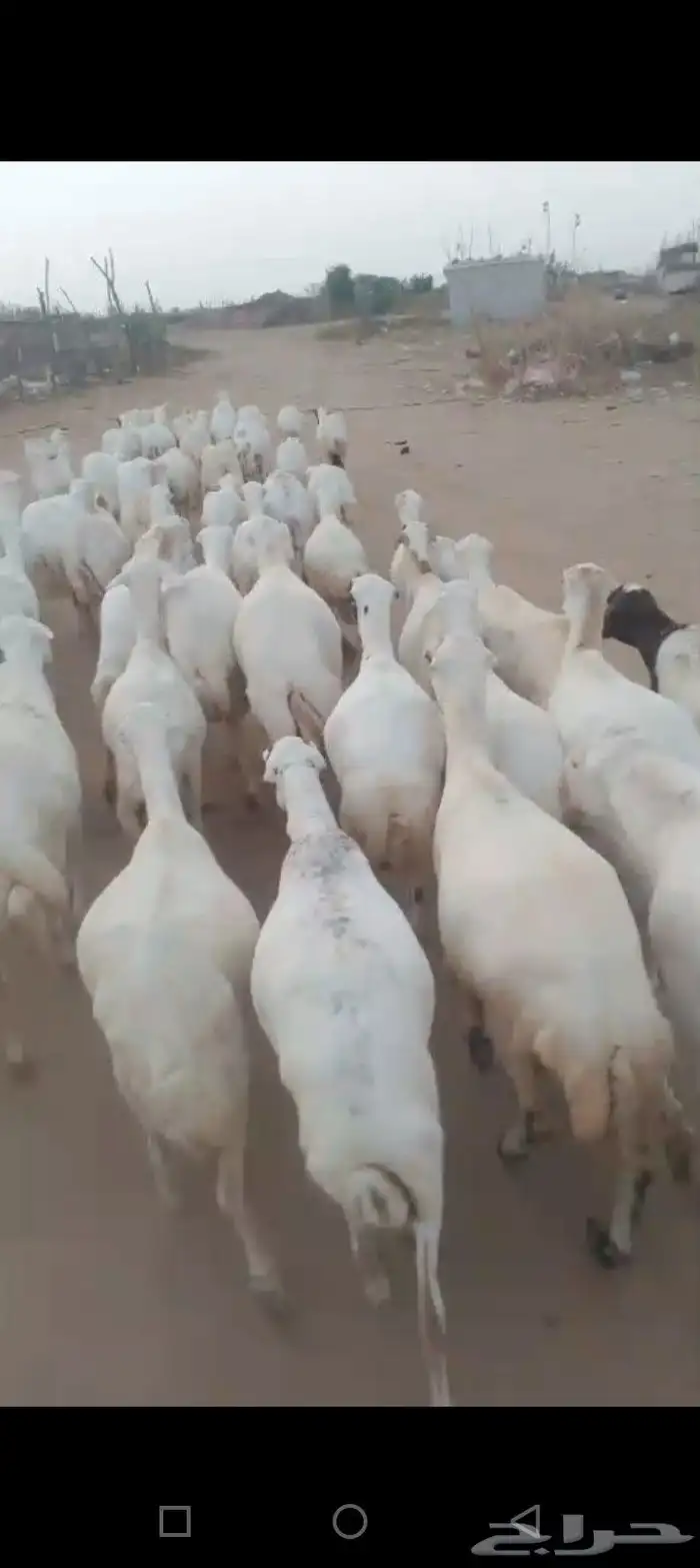 ضأن رفيديات قريب طيبه مرحه وحد 0