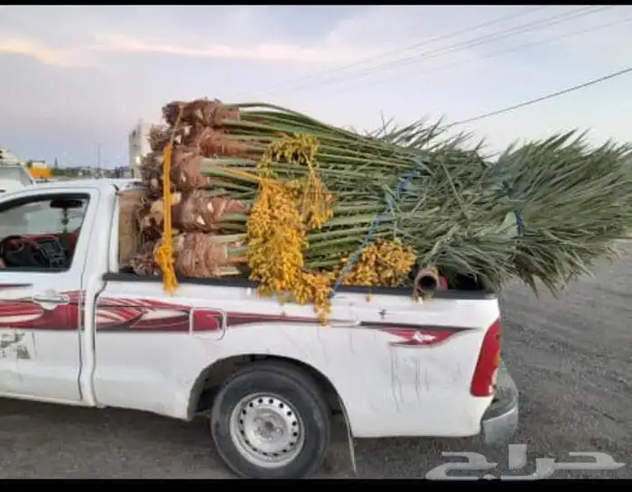 يوجد لدينا جميع انواع النخيل المثمره وجميع المقاسات المختلفة 8