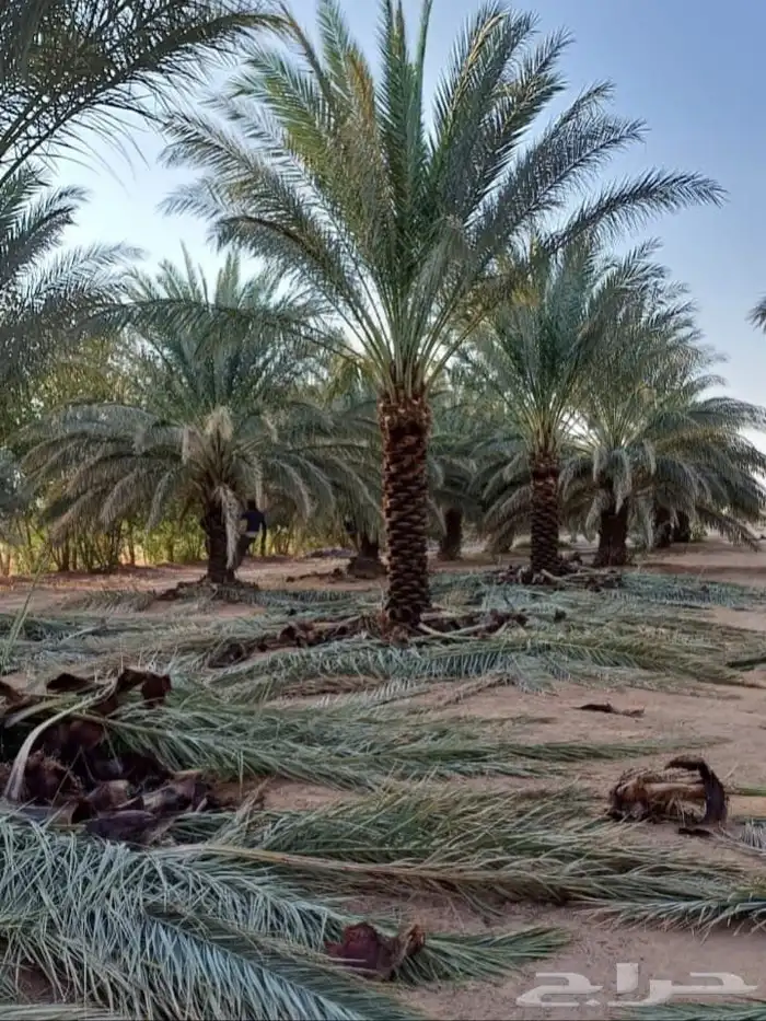 نخيل درجه اولى وجوده عاليه 9