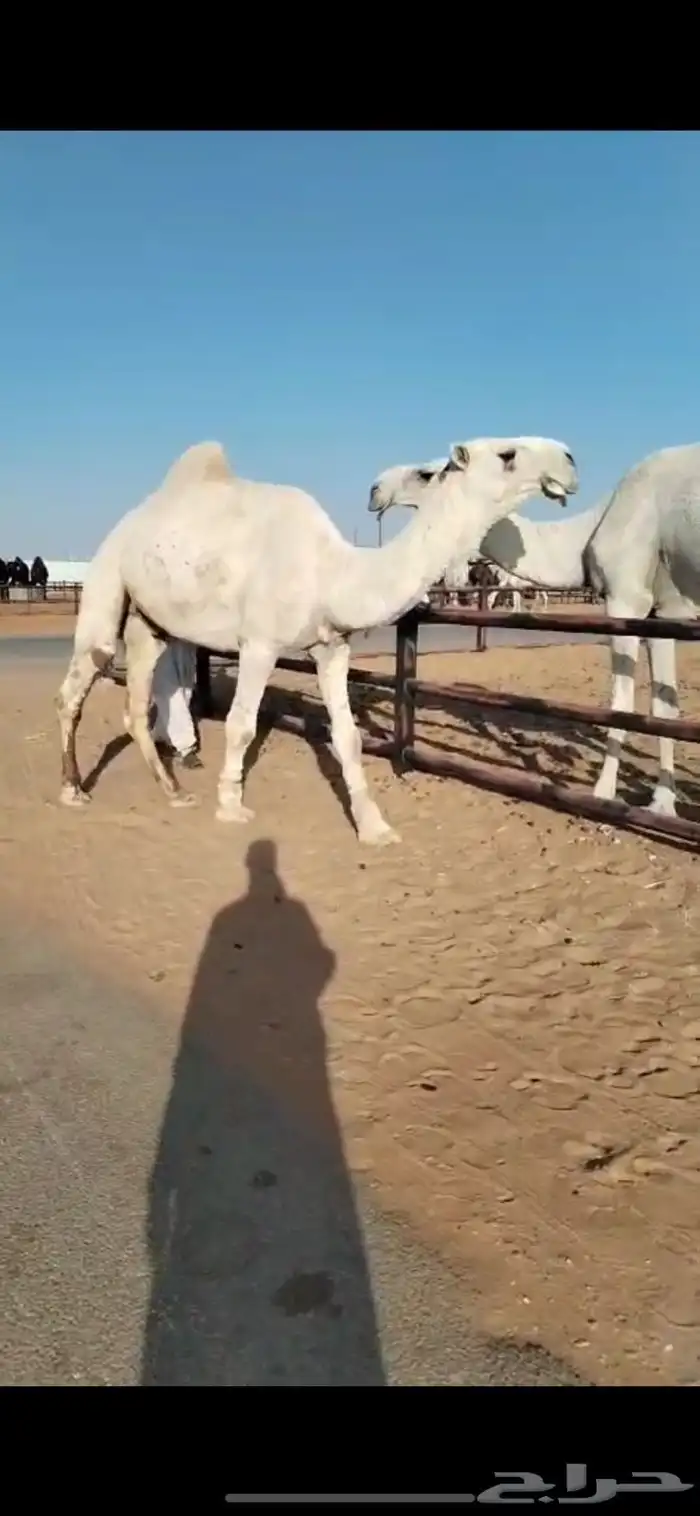 قعود ثني باتلي 0