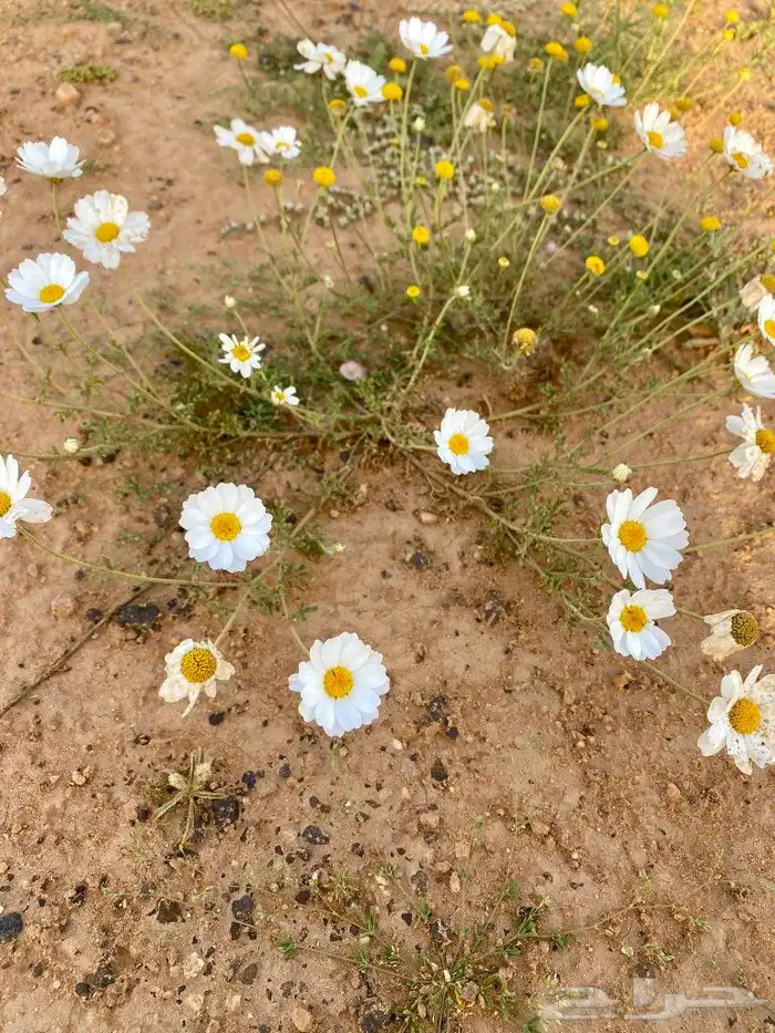 بكج بذور ازهار الوسمي و الربيع السعودية 9