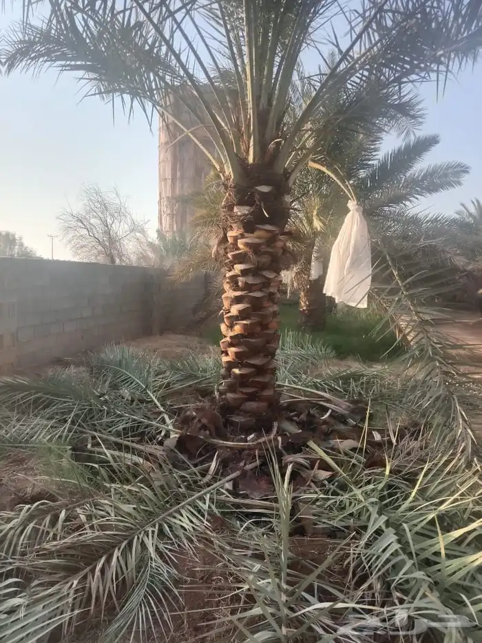 نخيل  مثمر  نخيل زينه 5