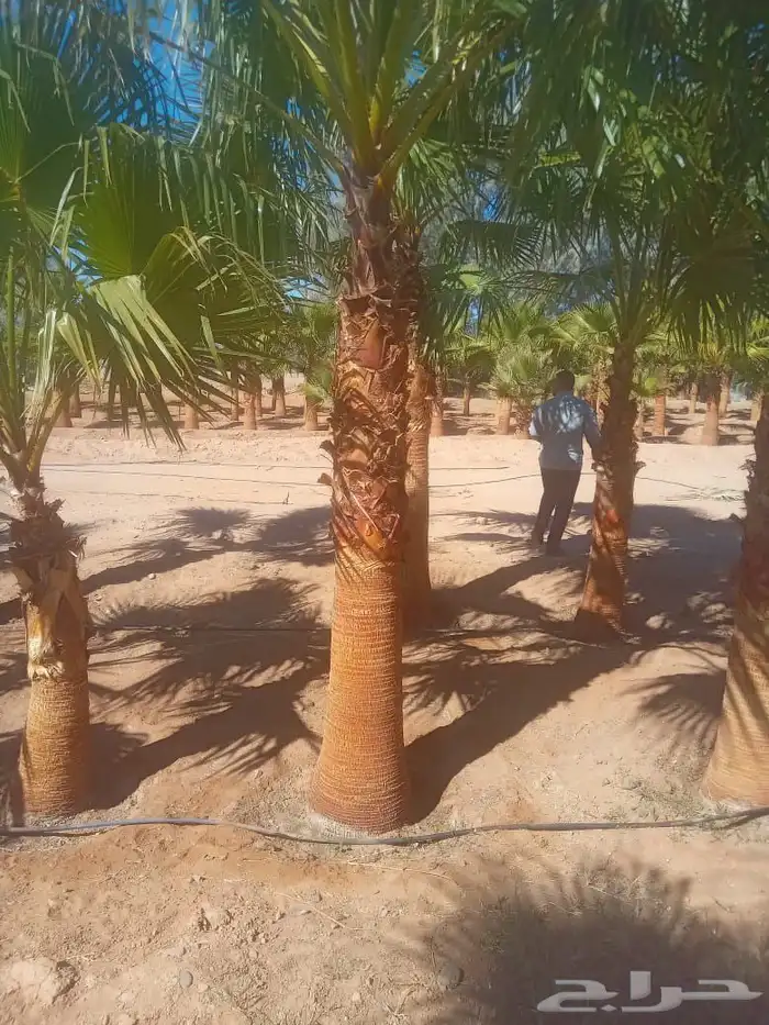 نخل نقوم بتوريد جميع انواع النخيل واشنطني وعربي 3