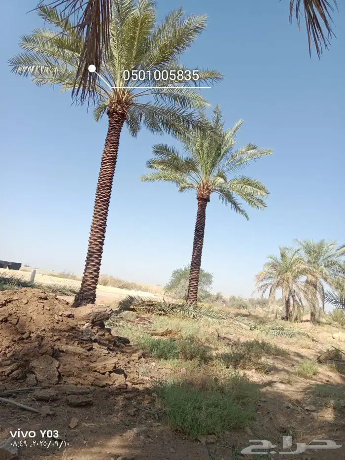 نخيل طويل 6متر وا7متر تكريب هلال 1