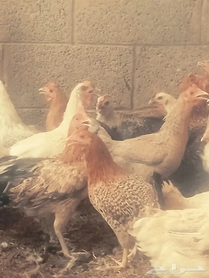 دجاج بياض اعمار 8و9شهور 2