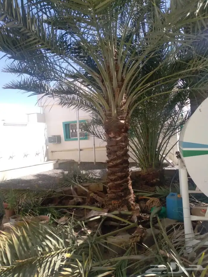 عمال النخل تكريب اوتنضيف وغرس النخل ونقل 0