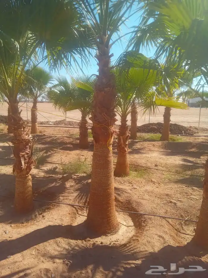 نخل نقوم بتوريد جميع انواع النخيل واشنطني وعربي 0