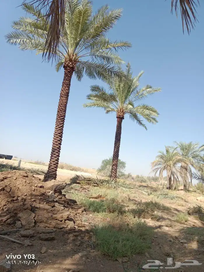 نخيل طويل 6متر وا7متر تكريب هلال 2