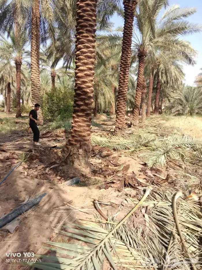 نخيل طويل 6متر وا7متر تكريب هلال 3