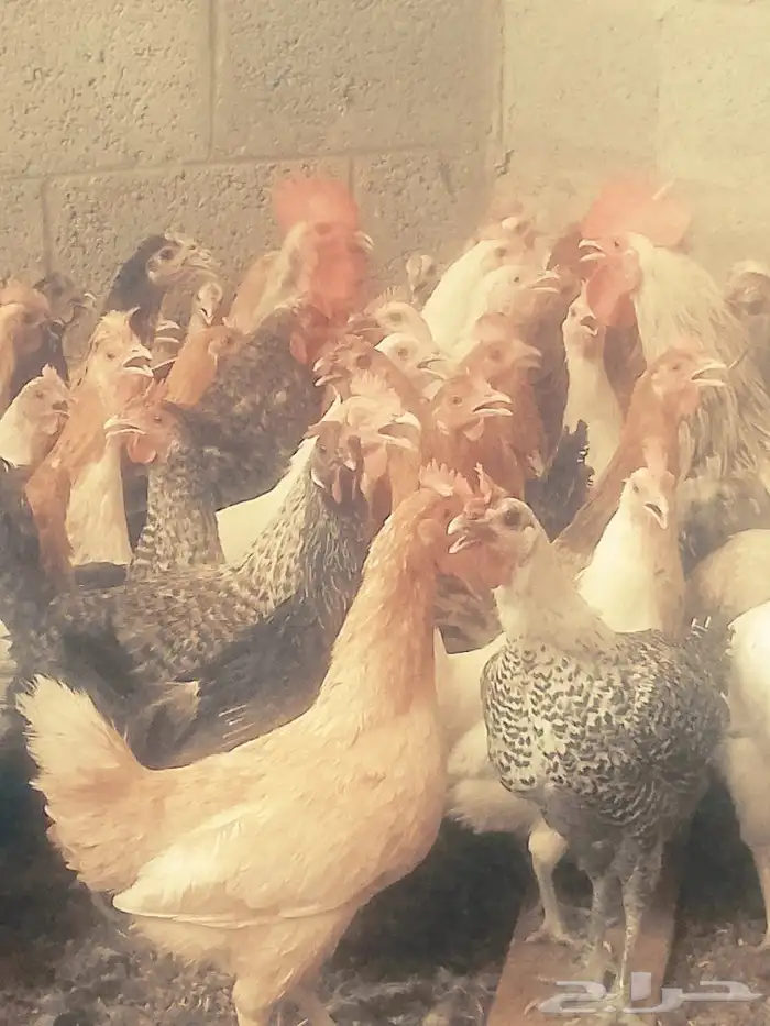 دجاج بياض اعمار 8و9شهور 3