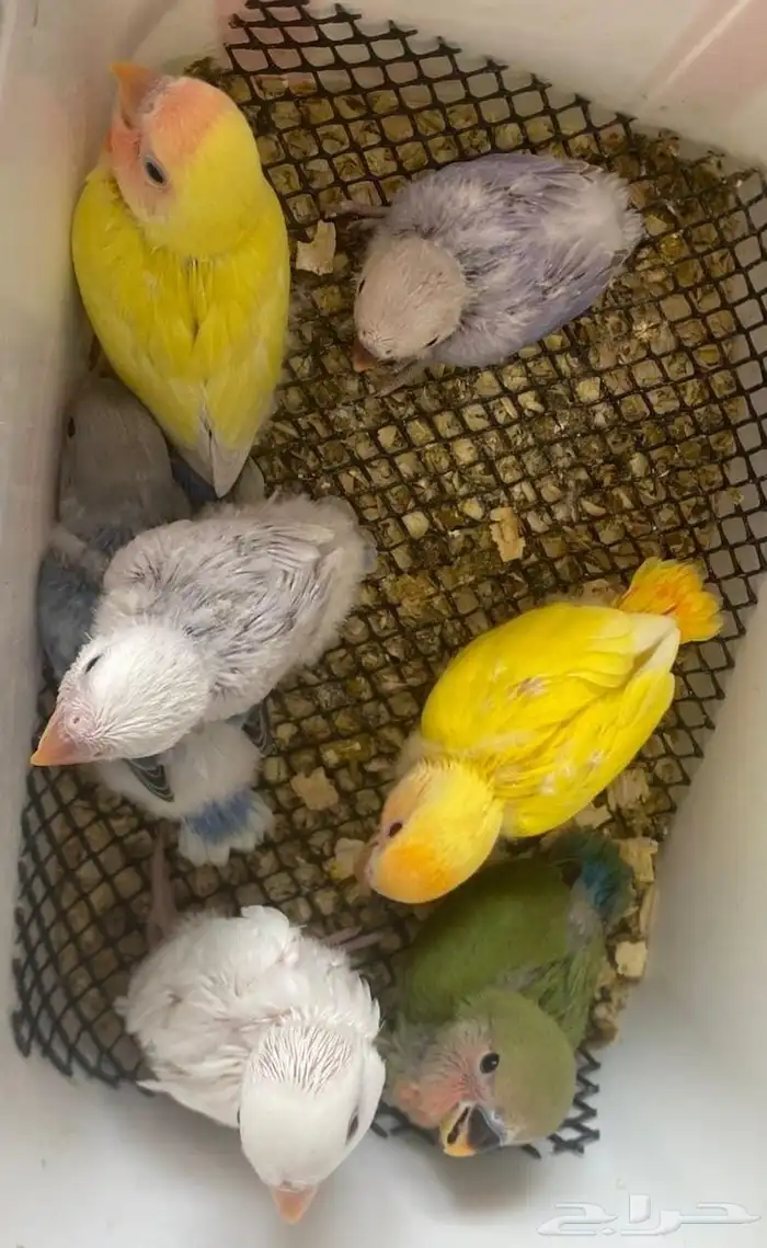 فروخ روز فرخ 2