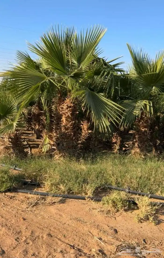نخل واشنطن ابو مروحه للفلل والاستراحات 0