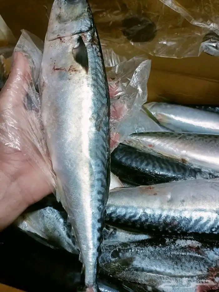 اسعار السمك مستوي   سمك بلطي بليمي مبطرخ ماكريل 2