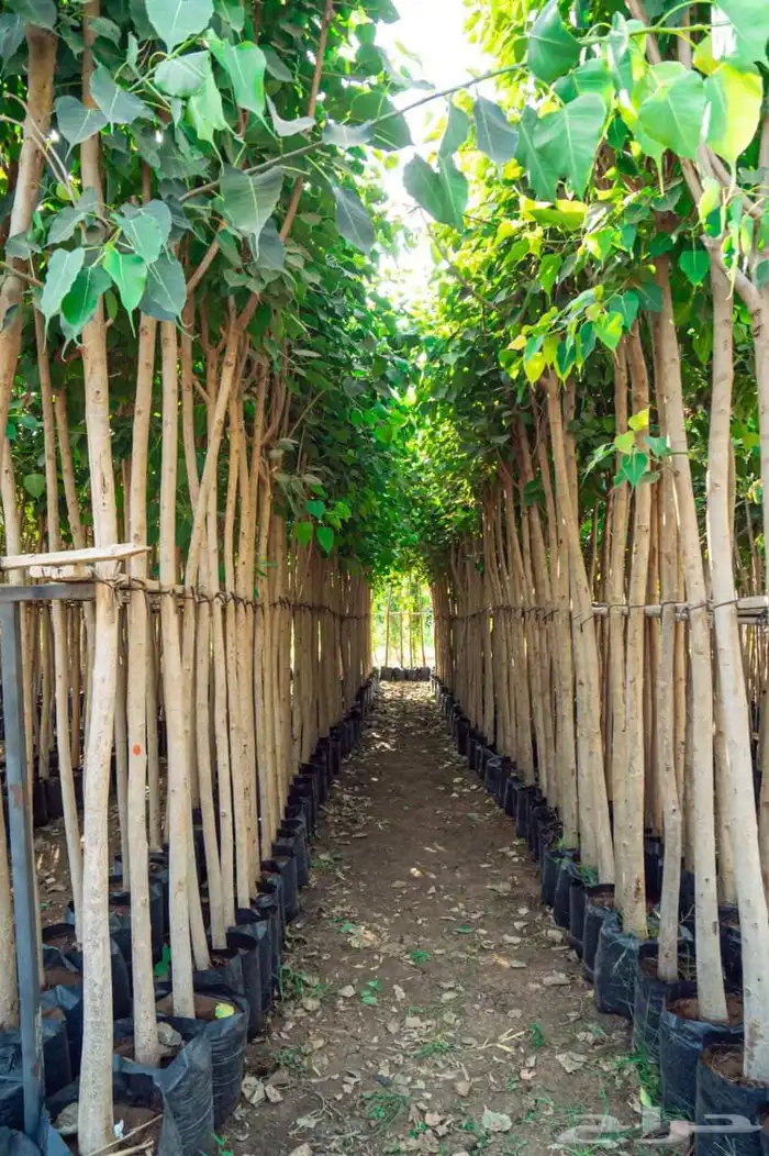 توريد اشجار 2