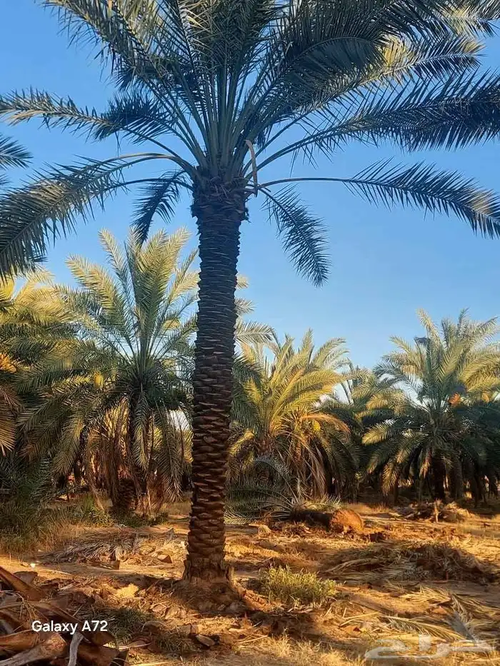 نخيل درجه اولى وجوده عاليه 3