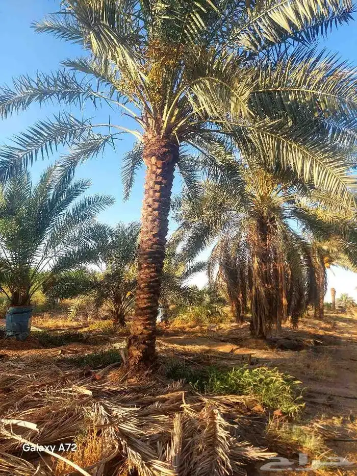 نخيل درجه اولى وجوده عاليه 2