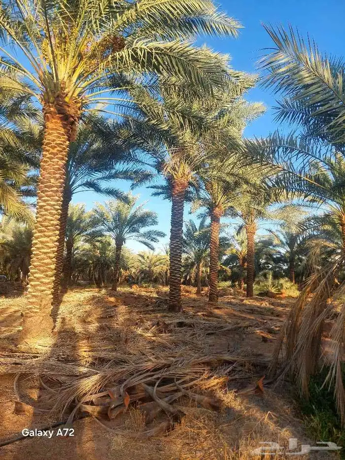 نخيل درجه اولى وجوده عاليه 0