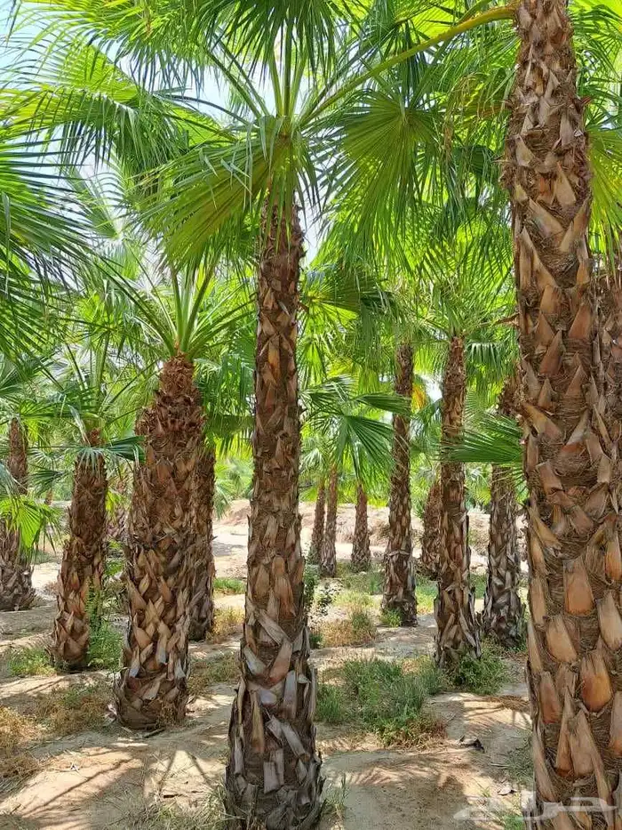 تنسيق حدائق مشتل لبيع الزهور والأشجار والثيل الطبيعي 8