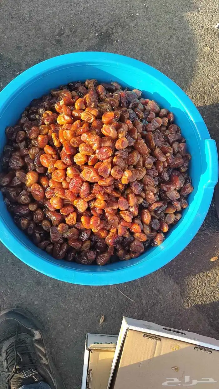 تمور حائل الفاخره 8
