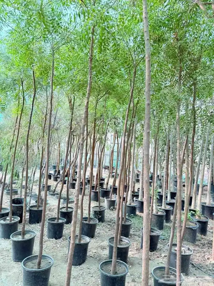 زراعة الثيل وتنسيق الحدائق والملاعب 8