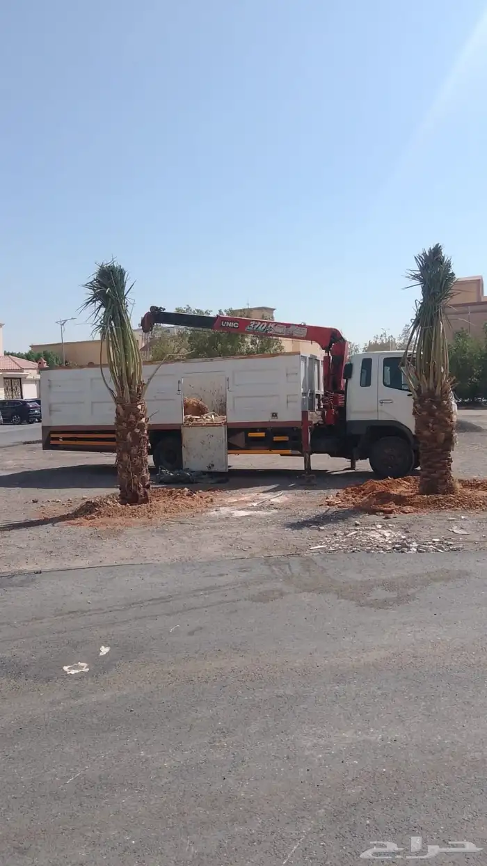 نخيل  مثمر  نخيل زينه 7