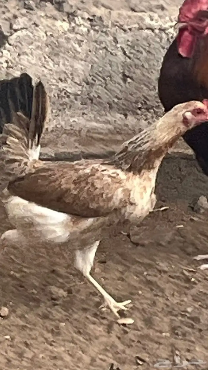 دجاج عربي اصيل شوكي نادر 4