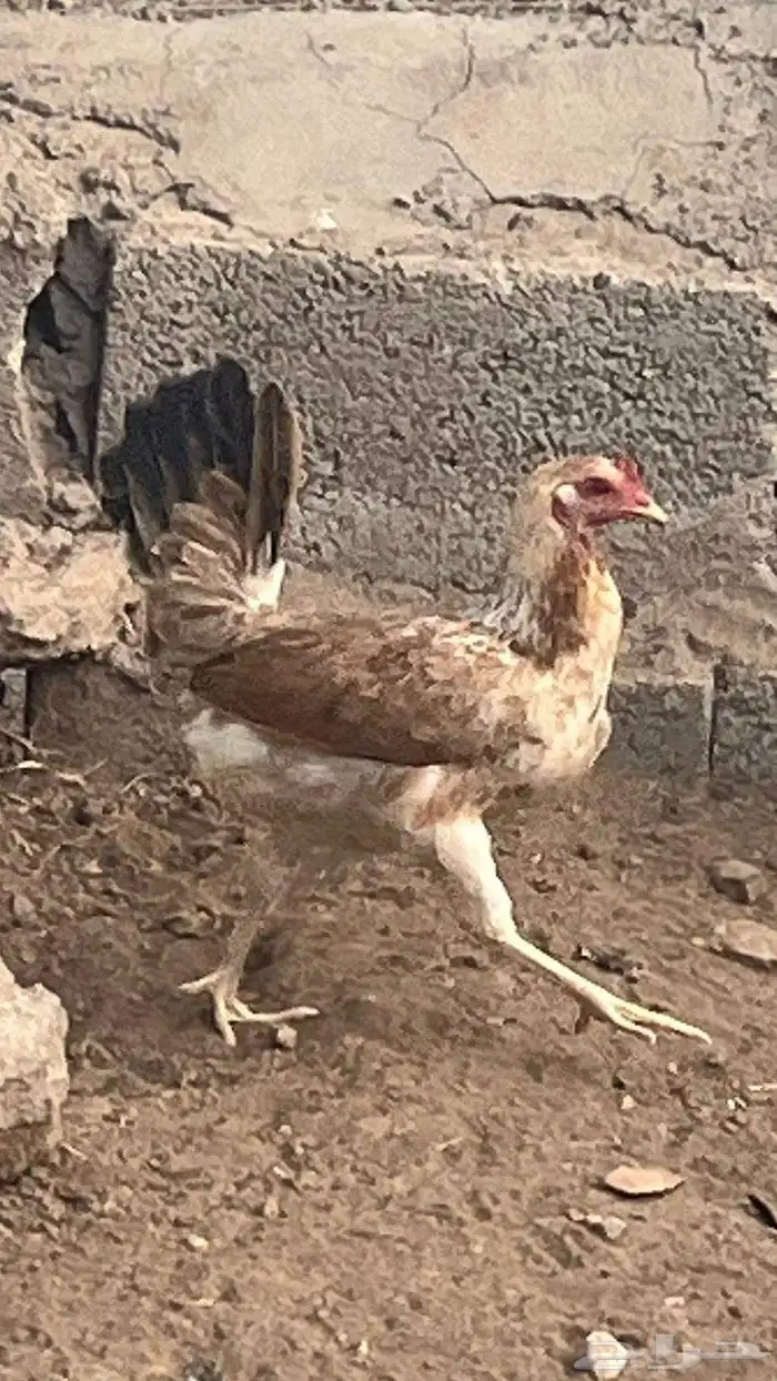 دجاج عربي اصيل شوكي نادر 7