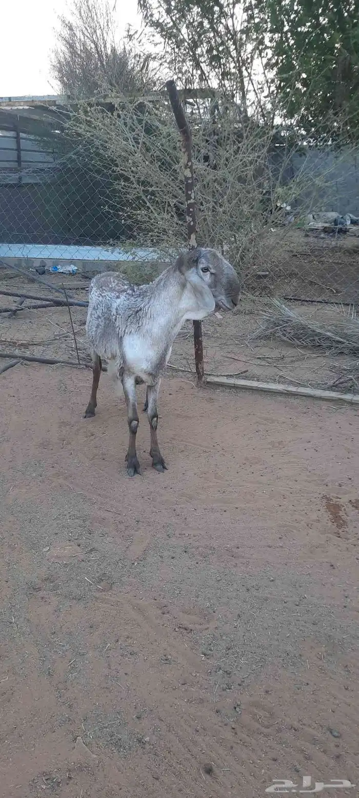 الرياض المزاحمية 4