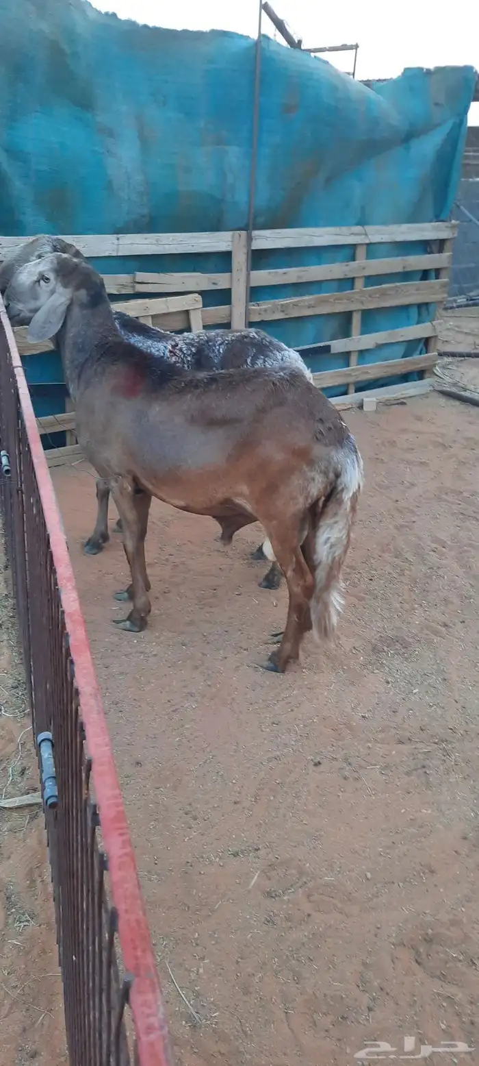 الرياض المزاحمية 1