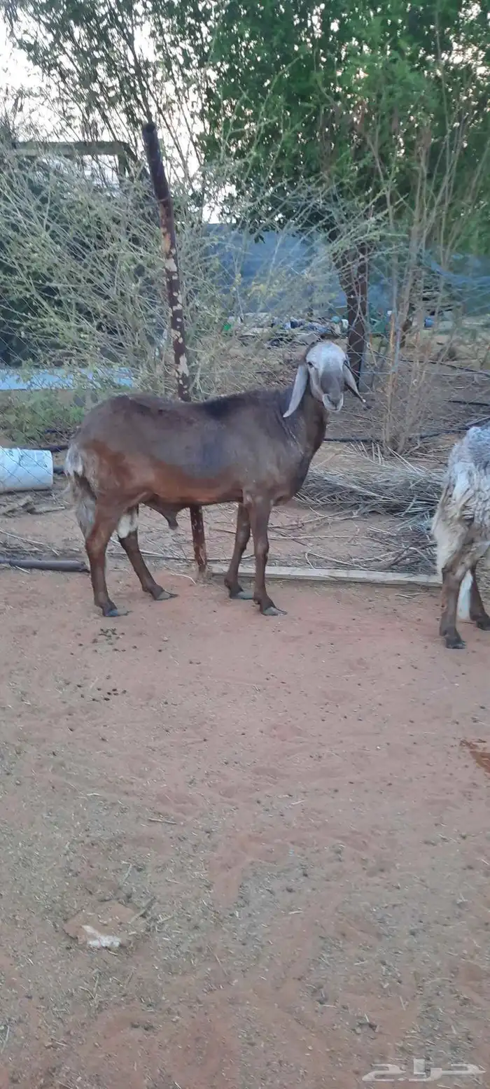 الرياض المزاحمية 0