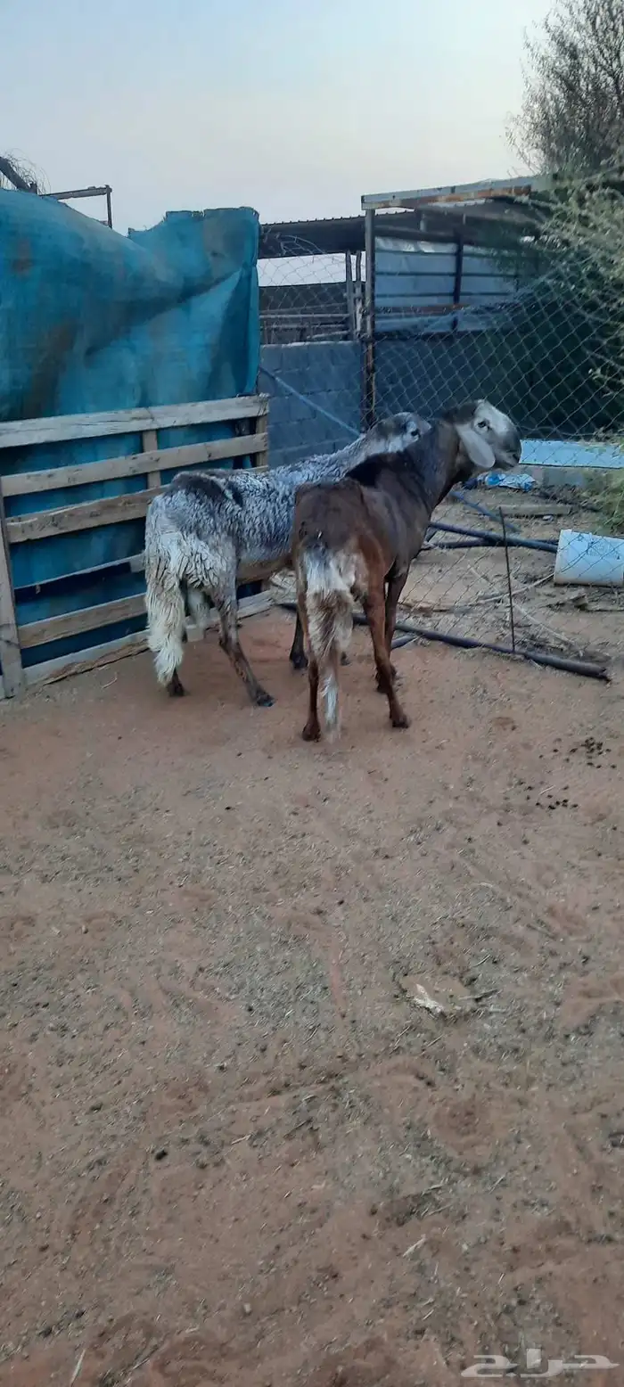 الرياض المزاحمية 2