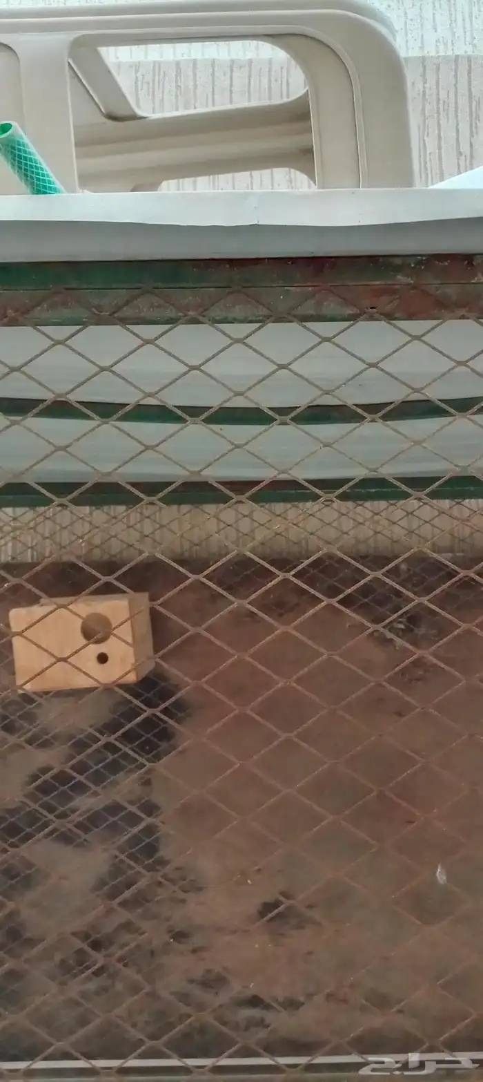 قفص طيور 1