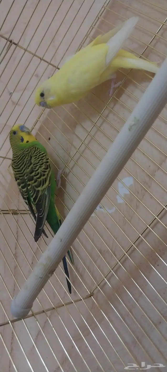 واحد كروان و اثنين بادجي 3