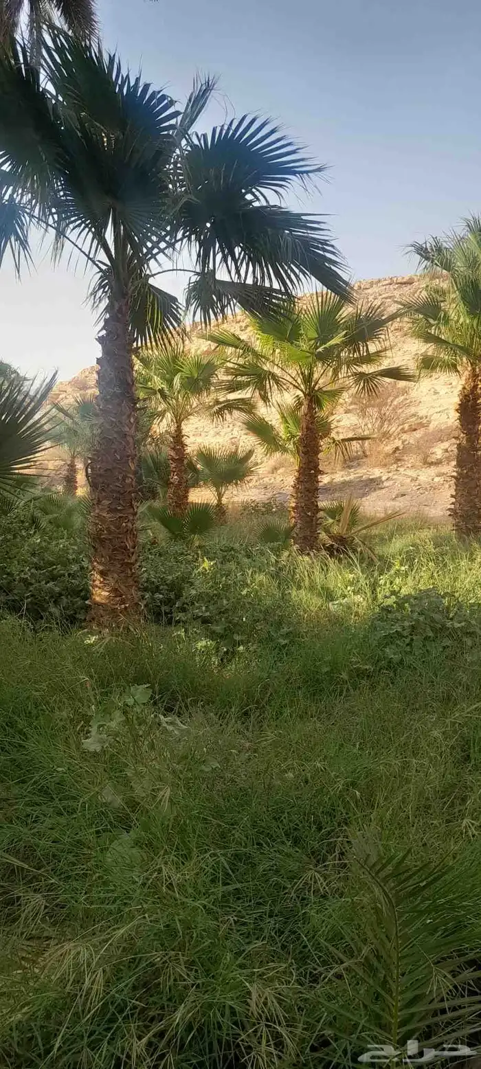 نخيل شنطونيا 5