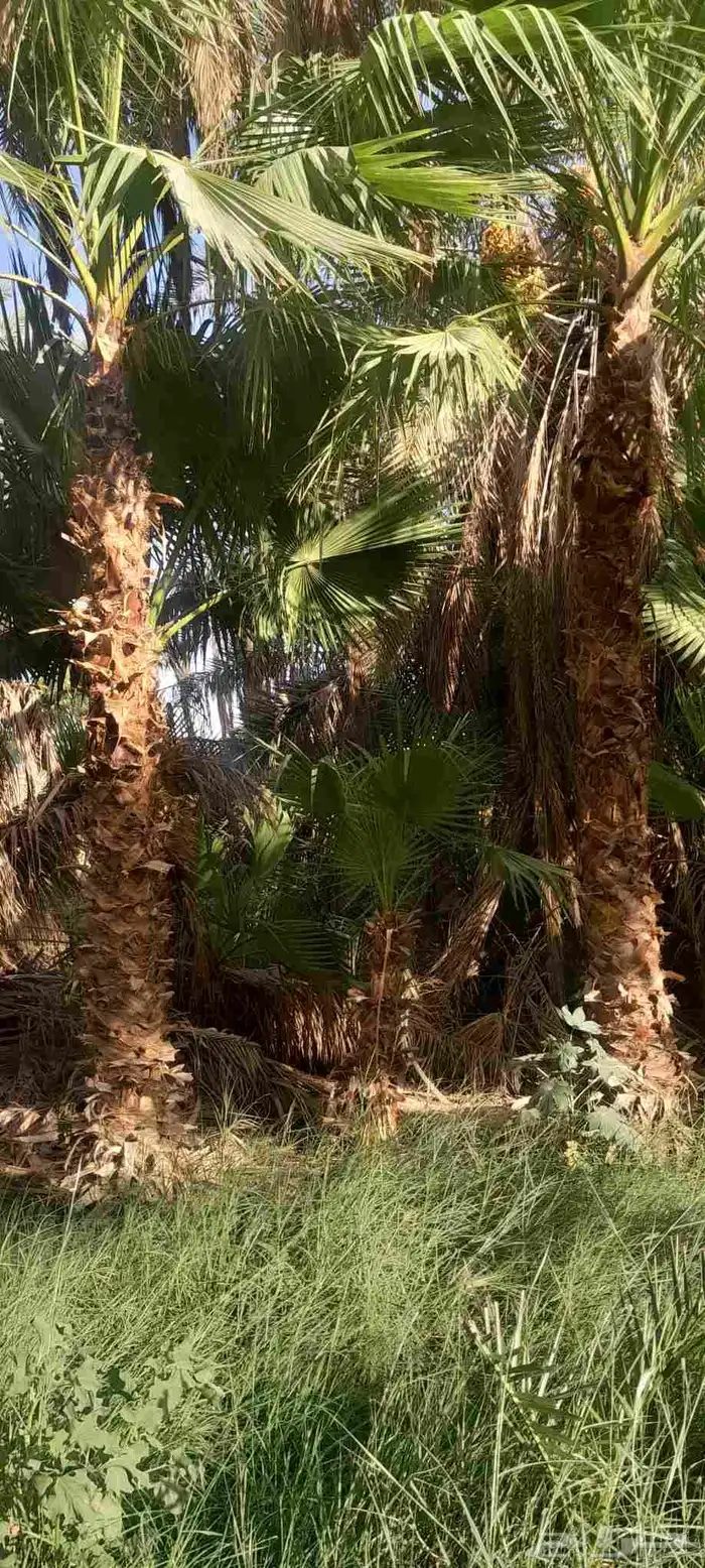 نخيل شنطونيا 4