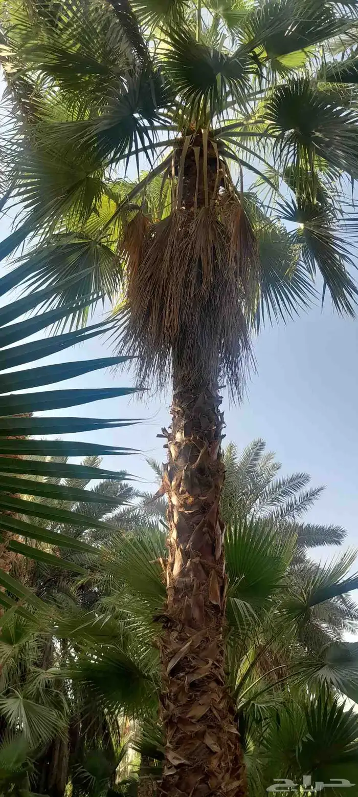 نخيل شنطونيا 3