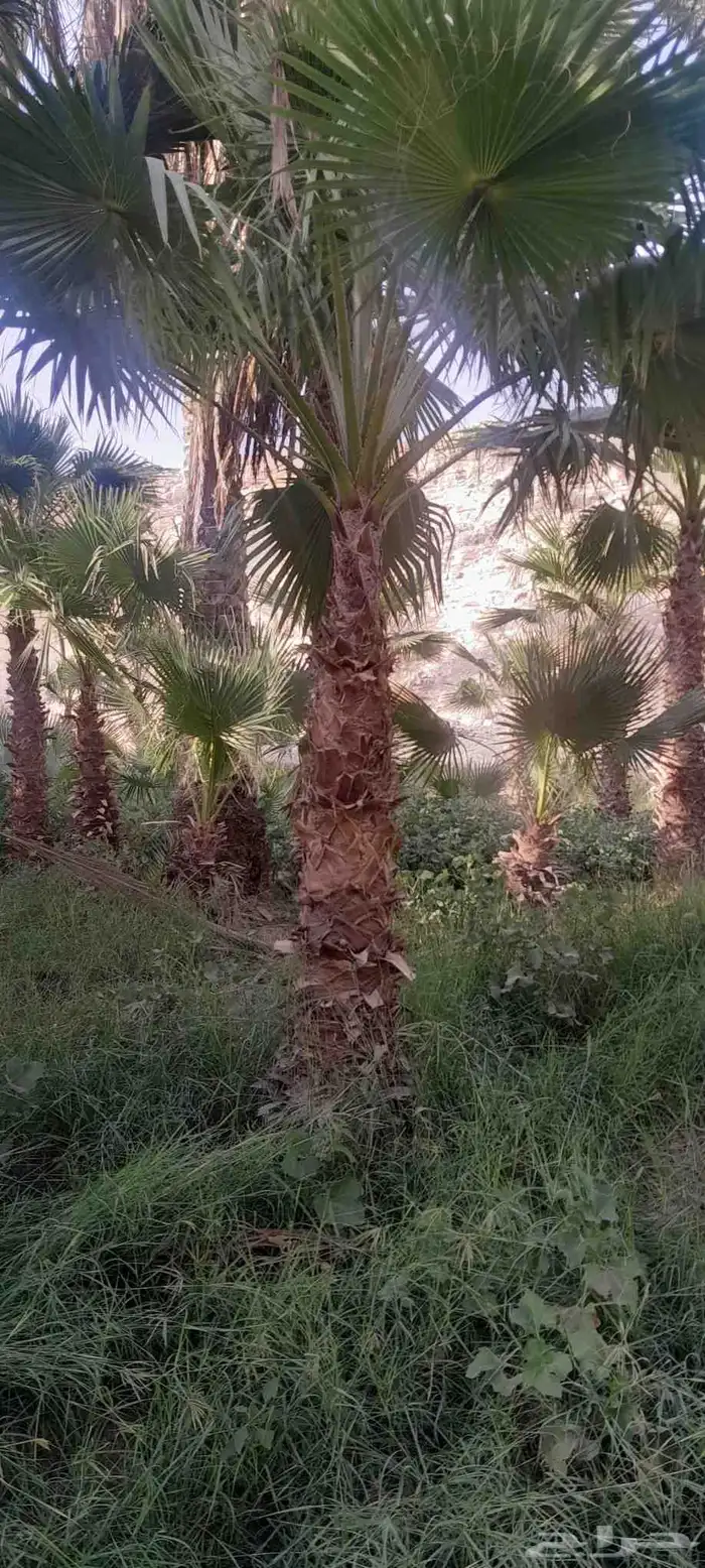 نخيل شنطونيا 6