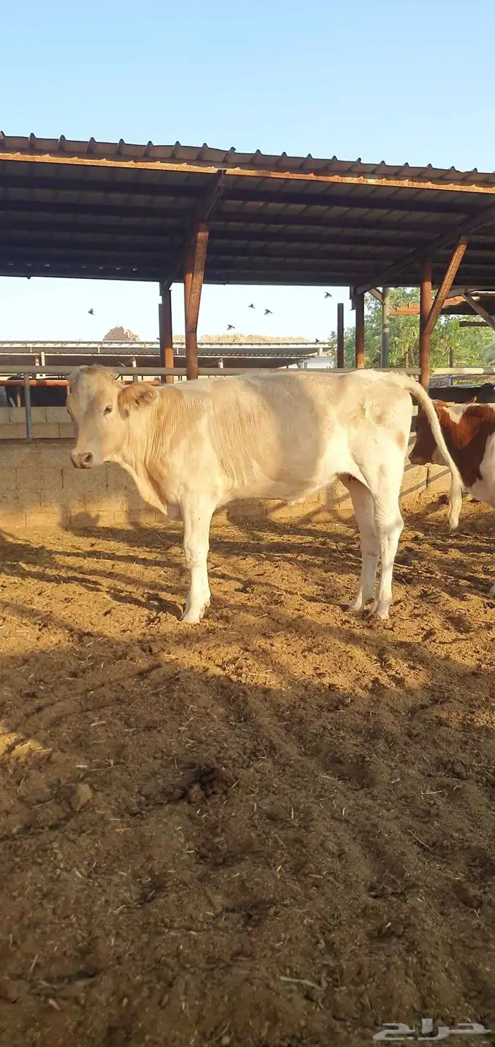 بقره دنمركيه جذعه 2