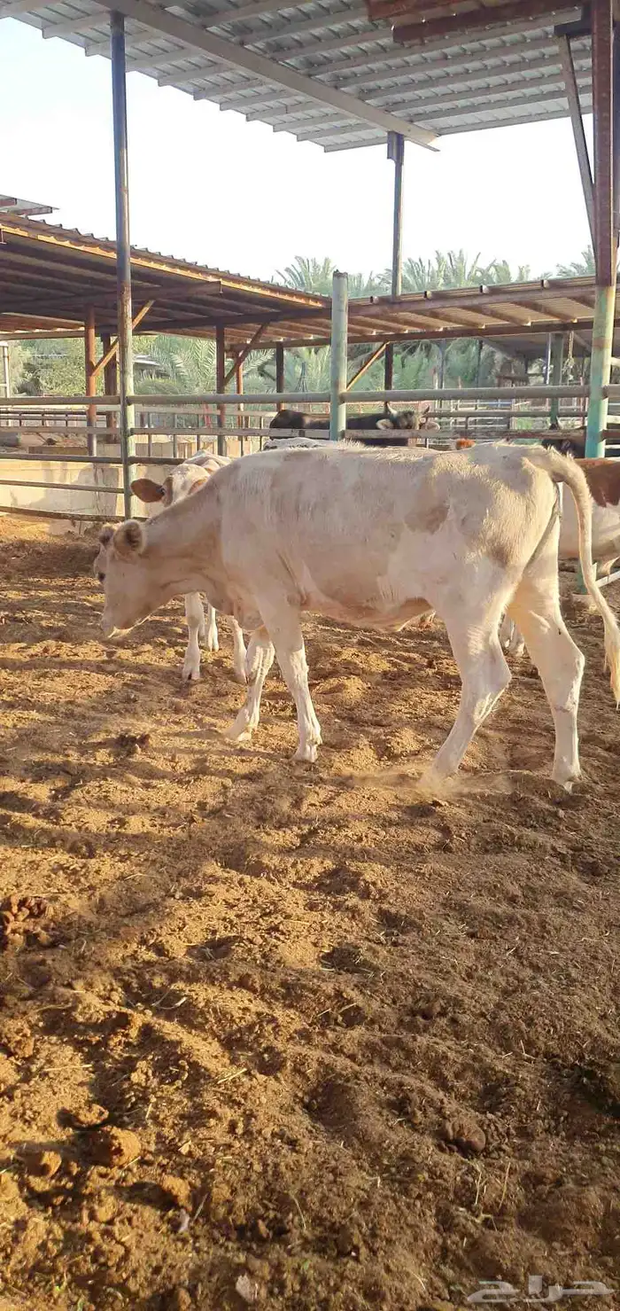 بقره دنمركيه جذعه 1