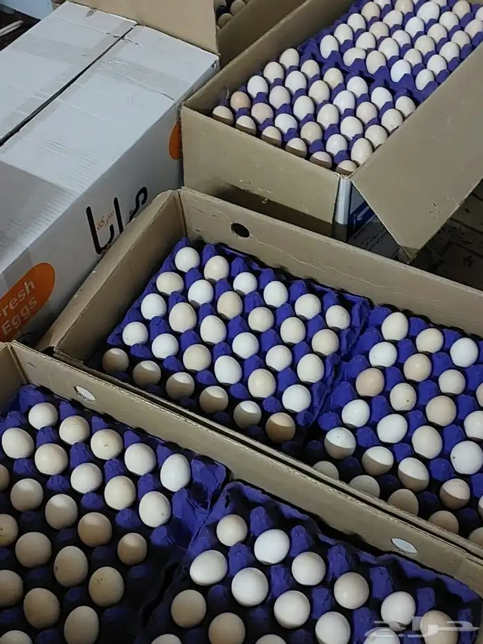 بيض بلدي مخصب100طبق يومي 0