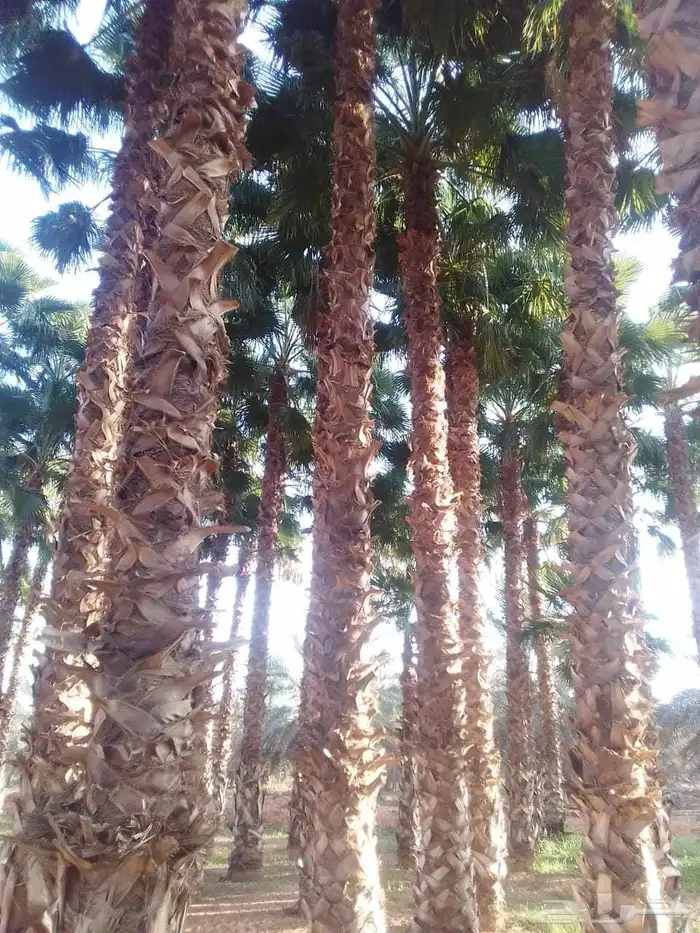 نخل متوفر لدينا جميع انواع نخل 2