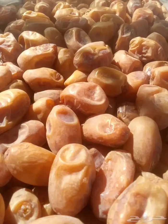 سلام عليكم اليوم عندنا اتمر حبه طيبة وفخخر الموقع القرنه ساج 1