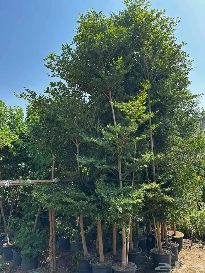 أشجار ترمناليا وأشجار الزيتون أشجار البونساي 1