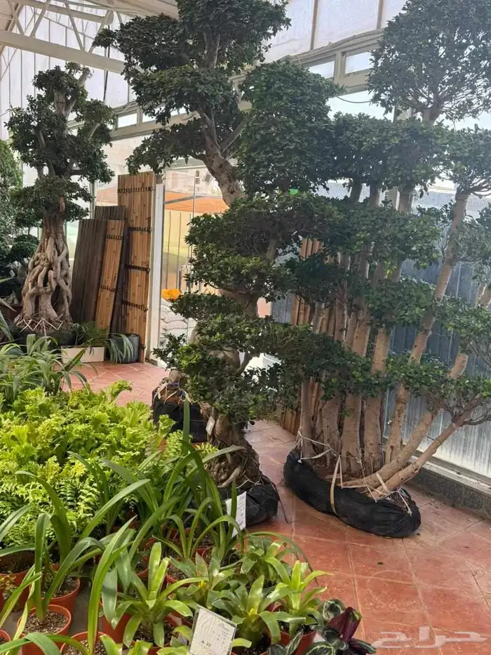 أشجار ترمناليا وأشجار الزيتون أشجار البونساي 7