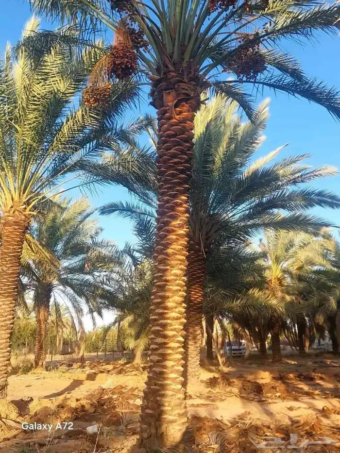 نخيل درجه اولى وجوده عاليه 4