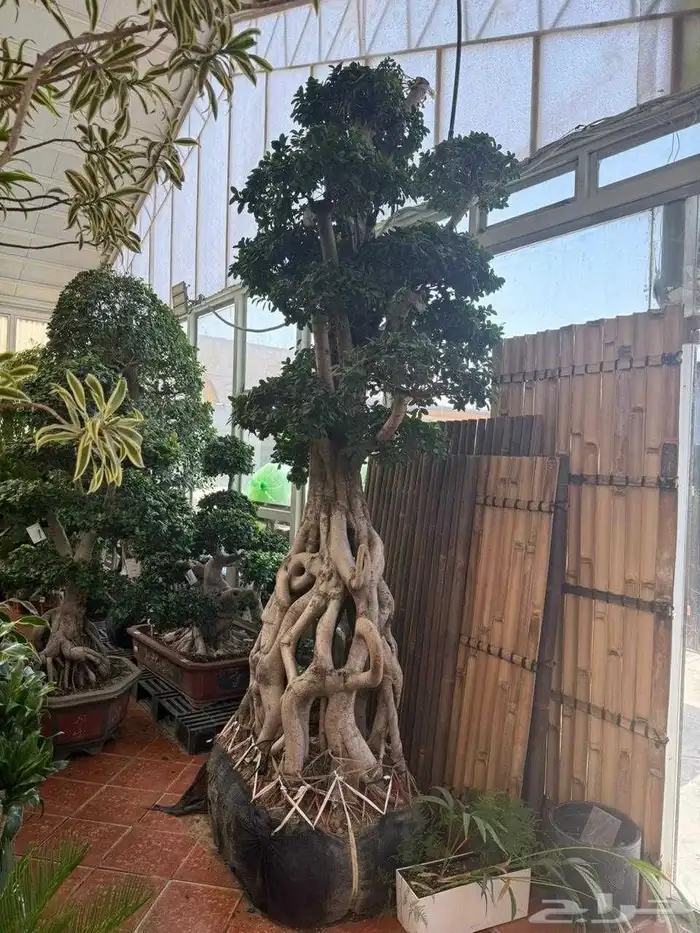 أشجار ترمناليا وأشجار الزيتون أشجار البونساي 8