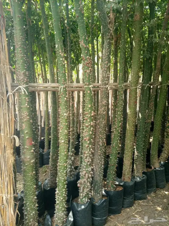 توريد اشجار 3