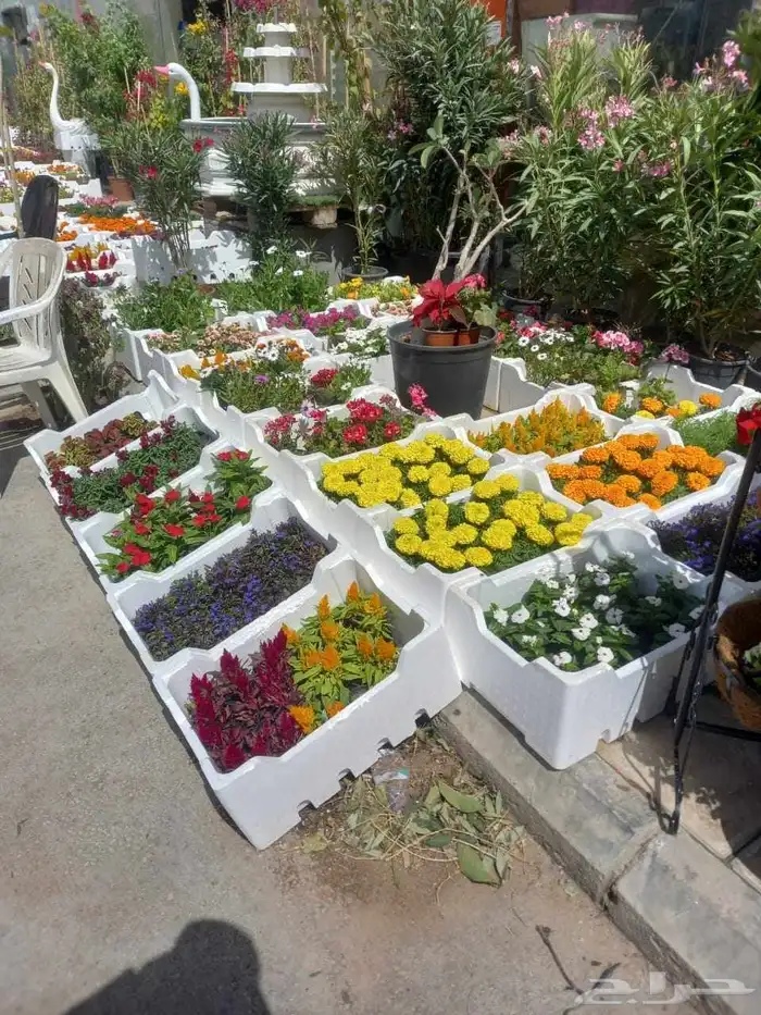 تنسيق حدائق مشتل لبيع الزهور والأشجار والثيل الطبيعي 1