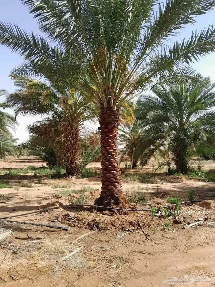 يوجد لدينا نخل للبيع نخل زينه وعربي علا جميع المقاسات 6