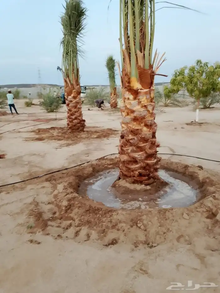 يوجد لدينا نخل للبيع نخل زينه وعربي علا جميع المقاسات 1
